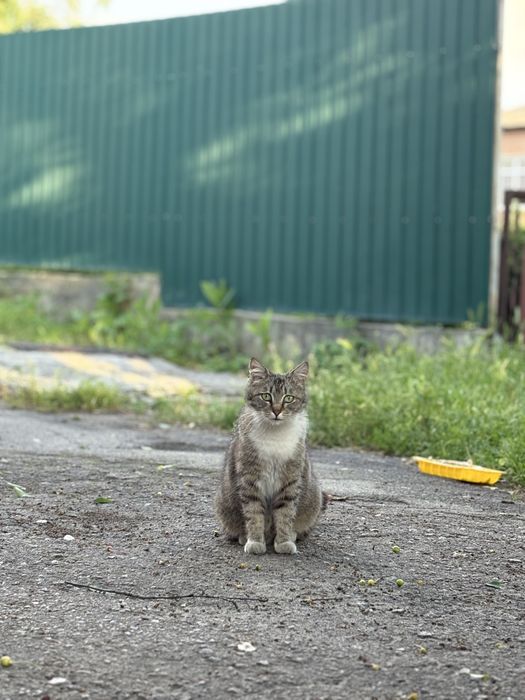 Вулична добра та лагідна киця шукає сімʼю