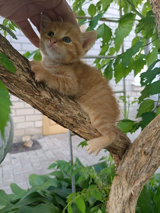 Шукаємо найкращу родину для маленьких кошенят