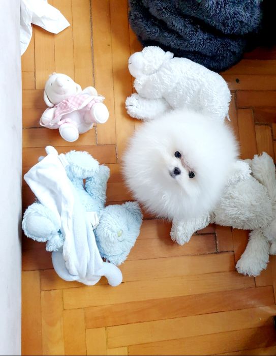 Szpic miniaturowy pomeranian * bardzo malenka dziewczynka*