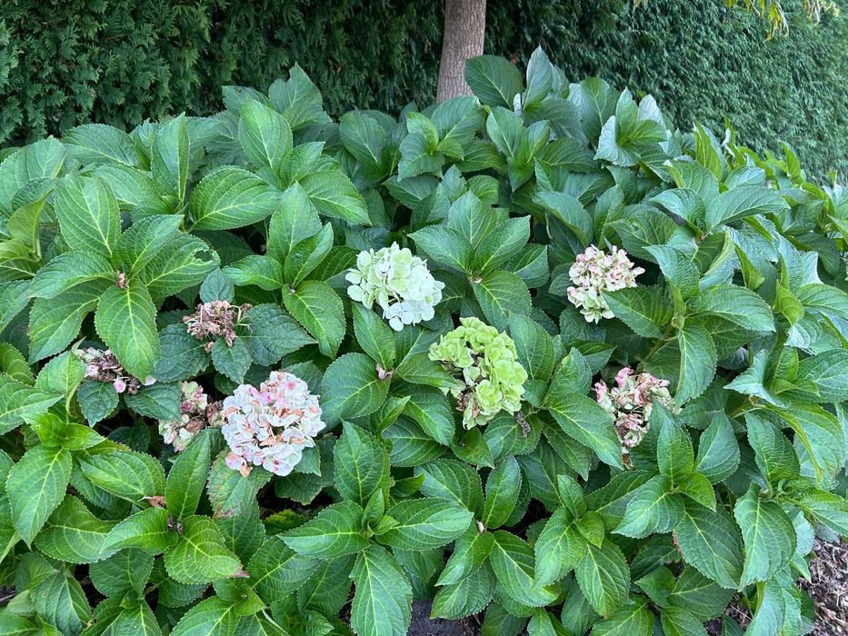 Hortensja ogrodowa biała Hydrangea macrophylla