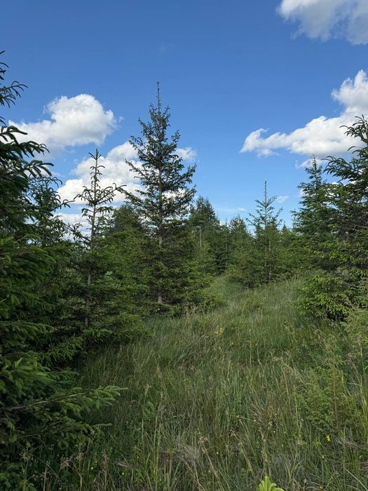 Рівна ділянка, під будову. Межує з лісом. 40 соток в Дземброні