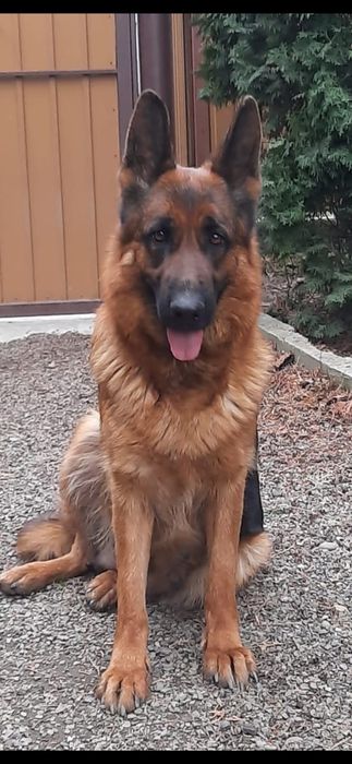 Німецька вівчарка