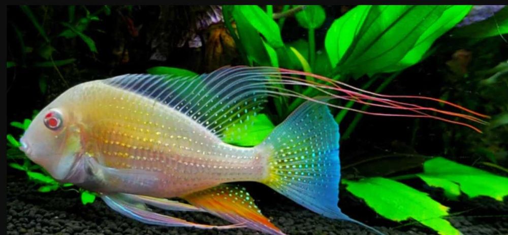 Kopik Heckela ALBINOS - Acarichthys - Kropik - Ziemiojad - dowóz