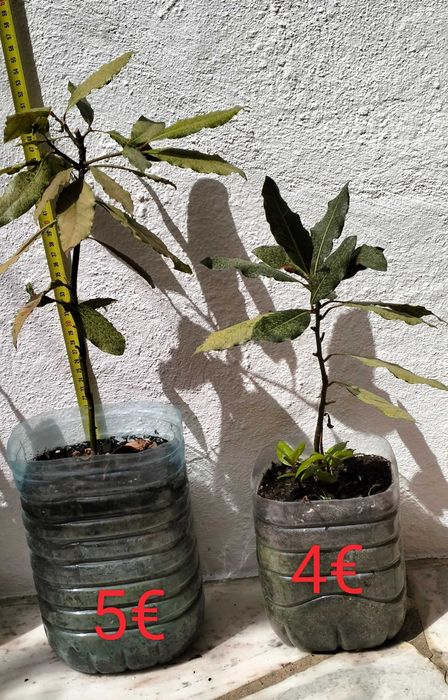 Árvores loureiro de tamanho pequeno