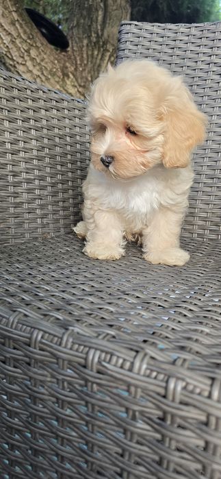 Maltipoo / chłopczyk