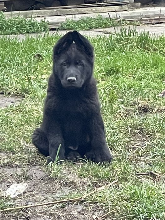 До продажу цуценя німецькоі вівчарки . Найкраще з виводку .