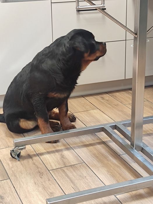 Rottweiler super mocny!