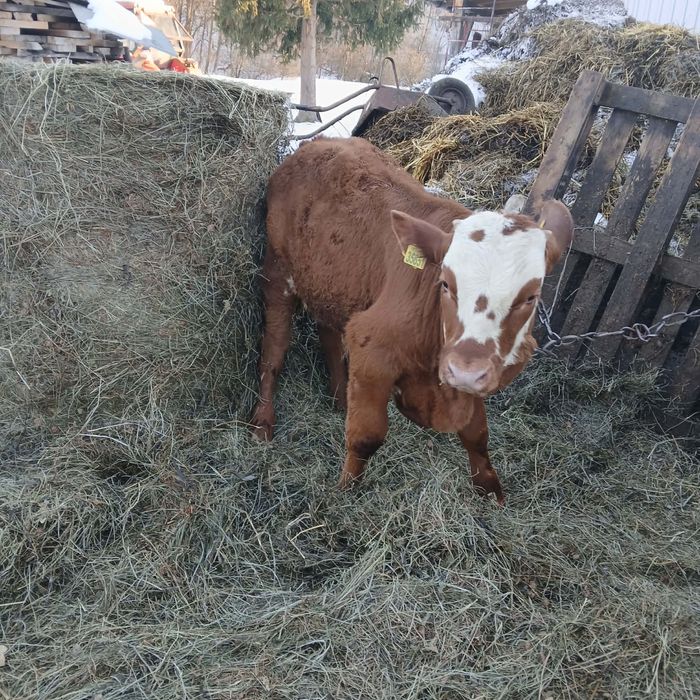 Sprzedam Byk simental.