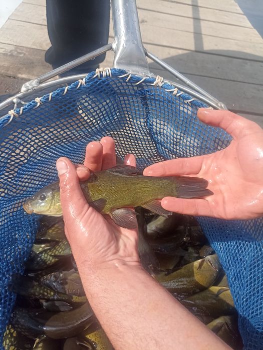 Narybek/kroczek Karp Amur Jesiotr i inne
