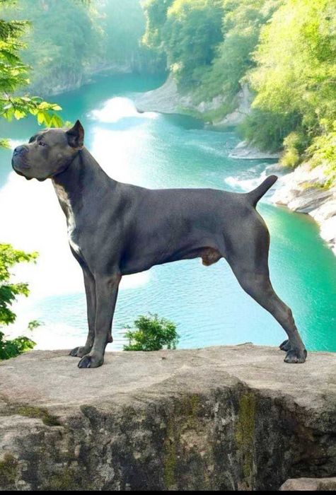 В"язка Кане Корсо - Чемпіон