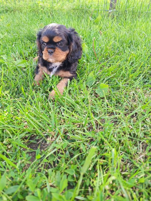 Cavalier king charles spaniel