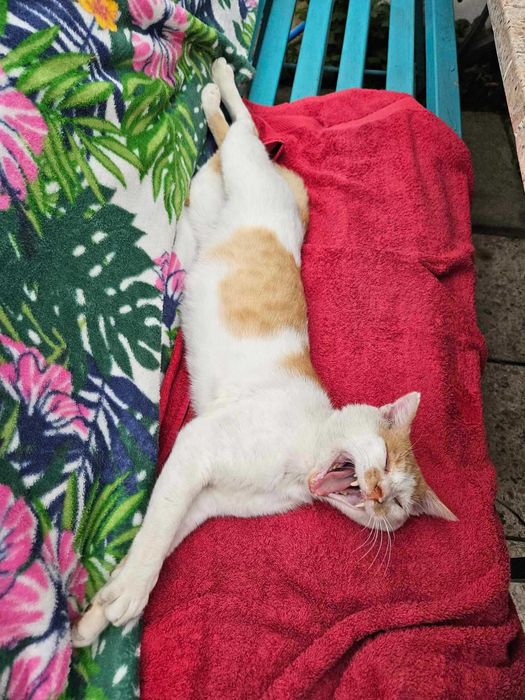 Kotek Shilan czeka na kochającego człowieka!