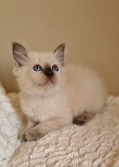 Śliczny kocurek ragdoll