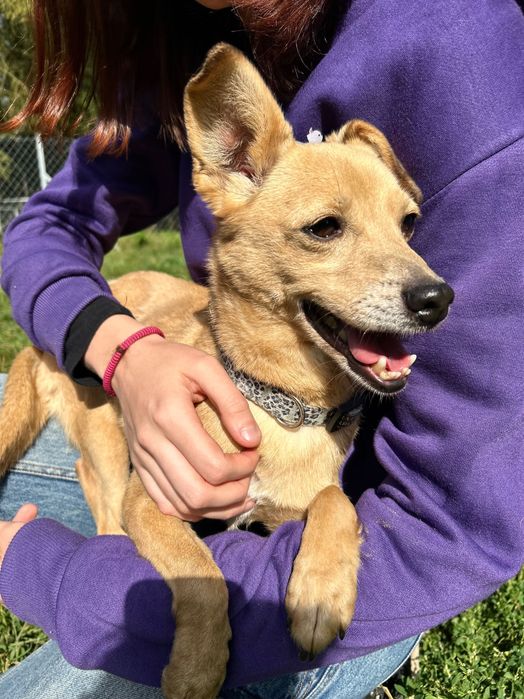 Mały, biszkoptowy piesek Figo do adopcji!