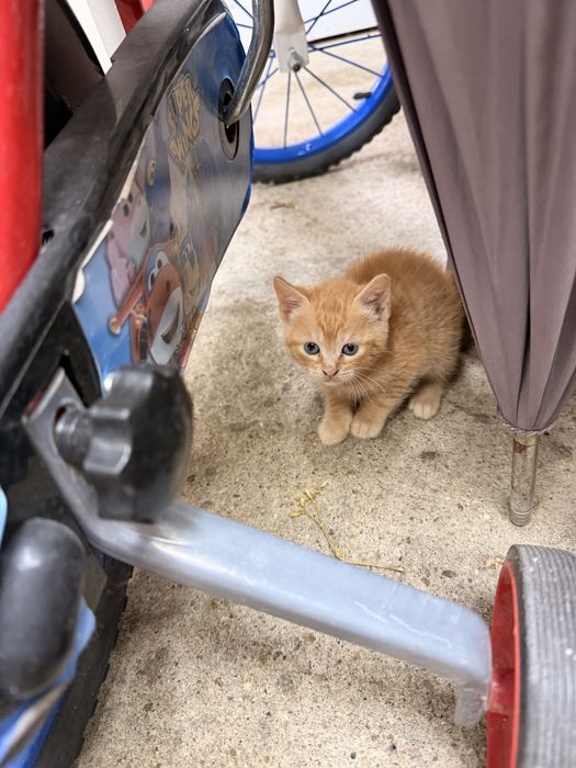 Gatinhos para dar