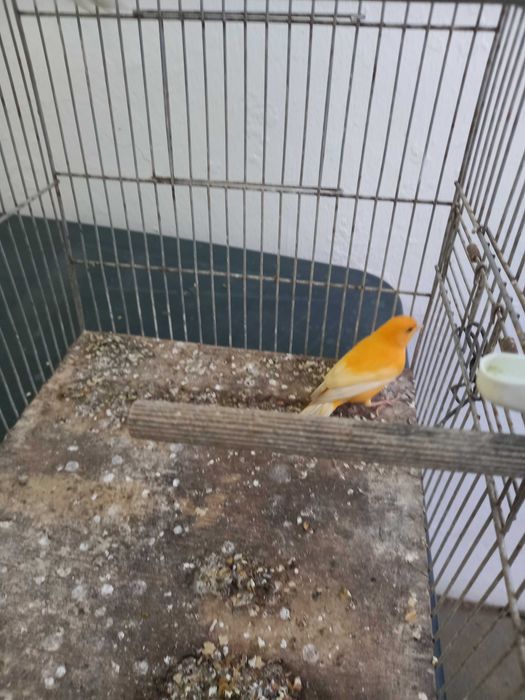 Casal de Canários 2025