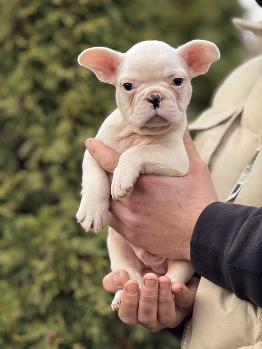 Шикарний хлопчик Сніжок