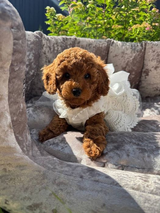 Малишка той пудель, ред браун