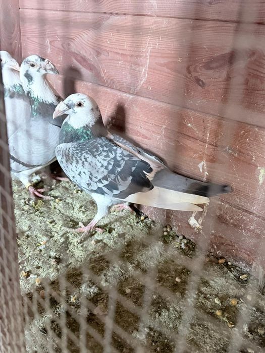 Gołębie Staropolskie