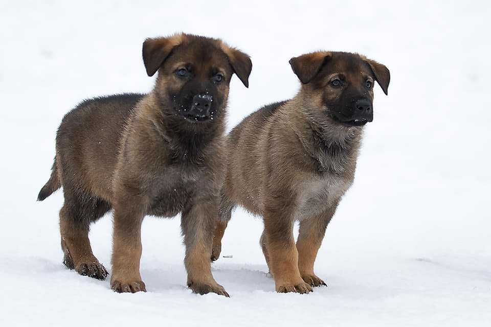 Цуценя безкоштовно хлопчик