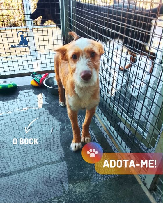 Bock - cachorro para adoção