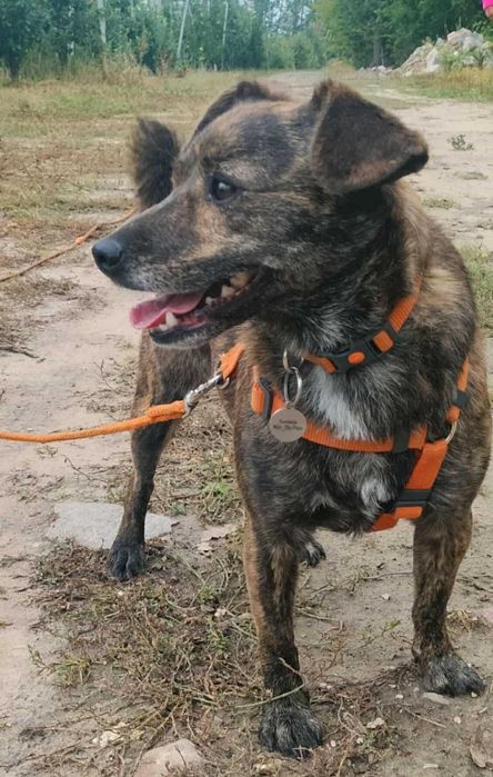 Mały Cukierek szuka domu