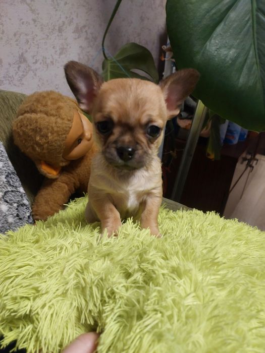 Продажа щенков чихуа