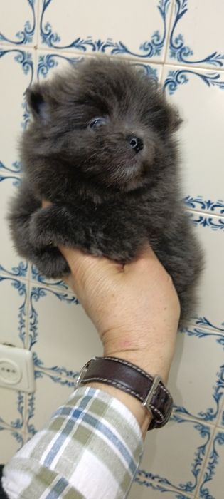 Spitz Alemão Anão ou Lulu da Pomerânia-Azul