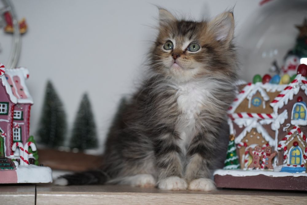 Black solid pręgowany ragdoll/cherubim