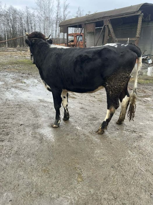 Продається тільна телиця