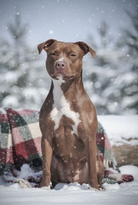 Цуценя Американський Пітбультер'єр. Пітбуль