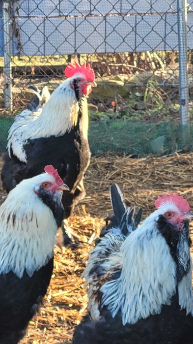 Koguta kochin olbrzymi