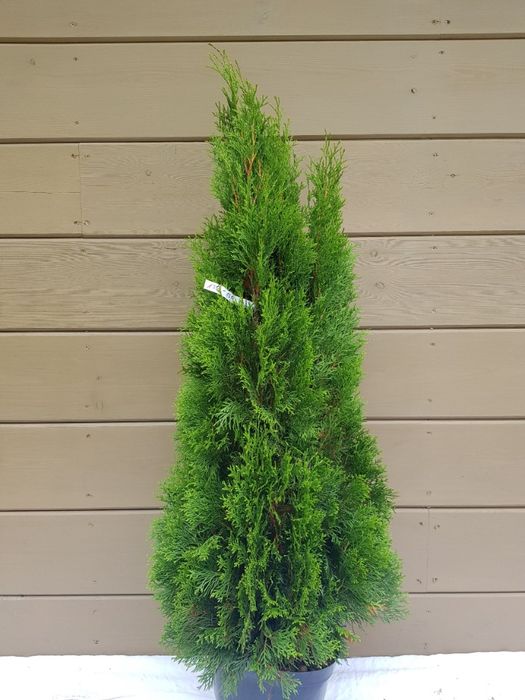 thuja tuja smaragd szmaragd 120 cm grunt