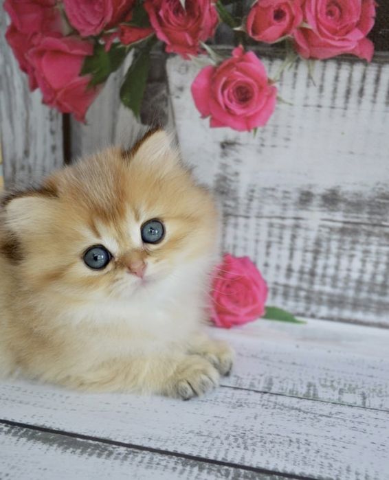 Британские котята золотая шиншилла