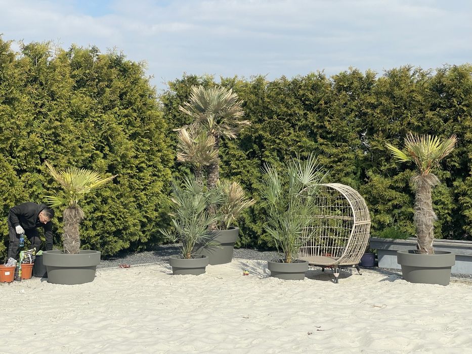 Tuja formowana spirala bonsai  zywoplot pielegnacja cięcie