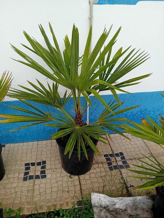 Palmeira moinho de vento Trachycarpus Fortunei