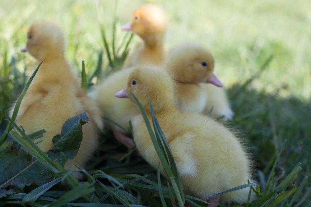 Młode kaczki pekin, mulard, dworka, staropolska dowóz gratis