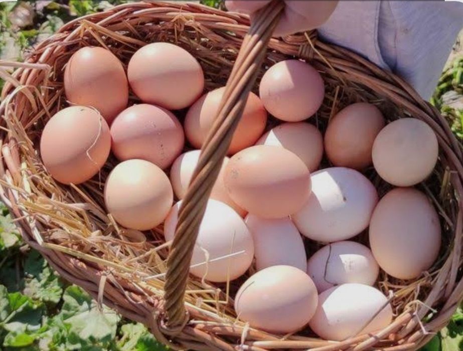 Dúzia de ovos frescos