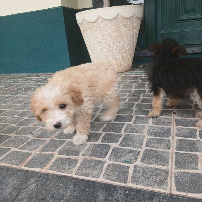 Cachorrinhos para adoção responsável