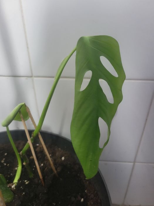 Monstera oblíqua adansonii