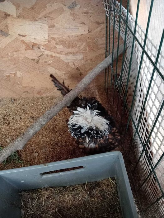 Pintos Paduana e Ovos galados