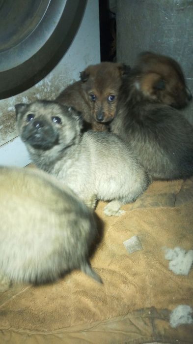 Віддам в добрі руки гарненьких цуценяток