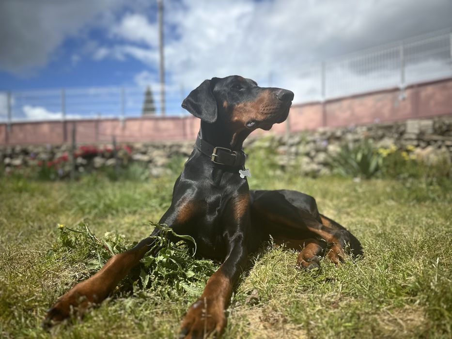 Doação de Doberman fêmea, 4 anos – adoção responsável