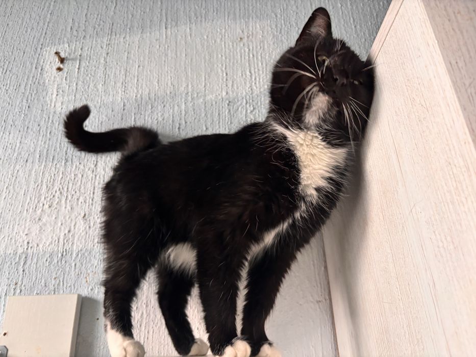 ‼️ Кішка у добрі руки ‼️