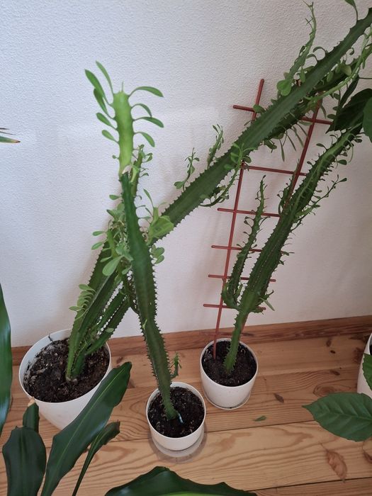 Молочай трехгранный