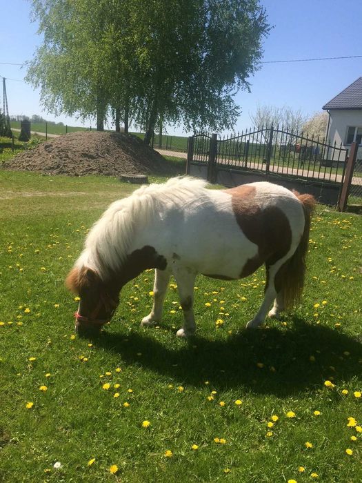 Koń Kucyk - Ładny brązowo-biały ogierek + Bryczka