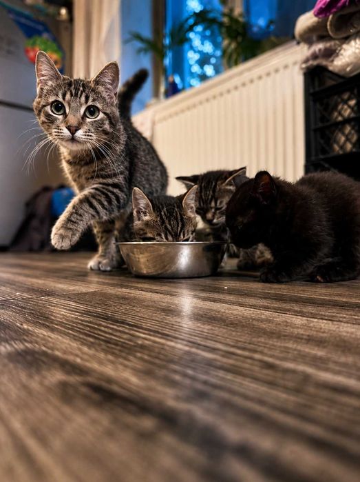 Кошенята шукають родину