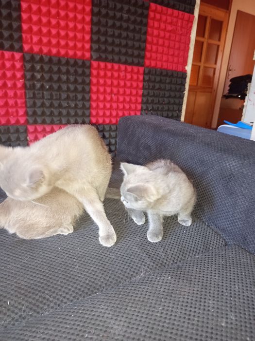 Guci piękny niebiesko liliowy kot brytyjski już do odbioru