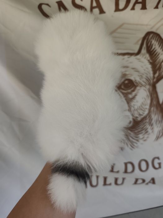 Spitz alemão/lulu