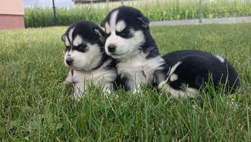 Suczka  Siberian husky z elitarnym rodowodem